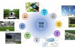 智慧農(nóng)業(yè)浪潮下，農(nóng)企如何借力信息技術(shù)咨詢(xún)服務(wù)破局爭(zhēng)先
